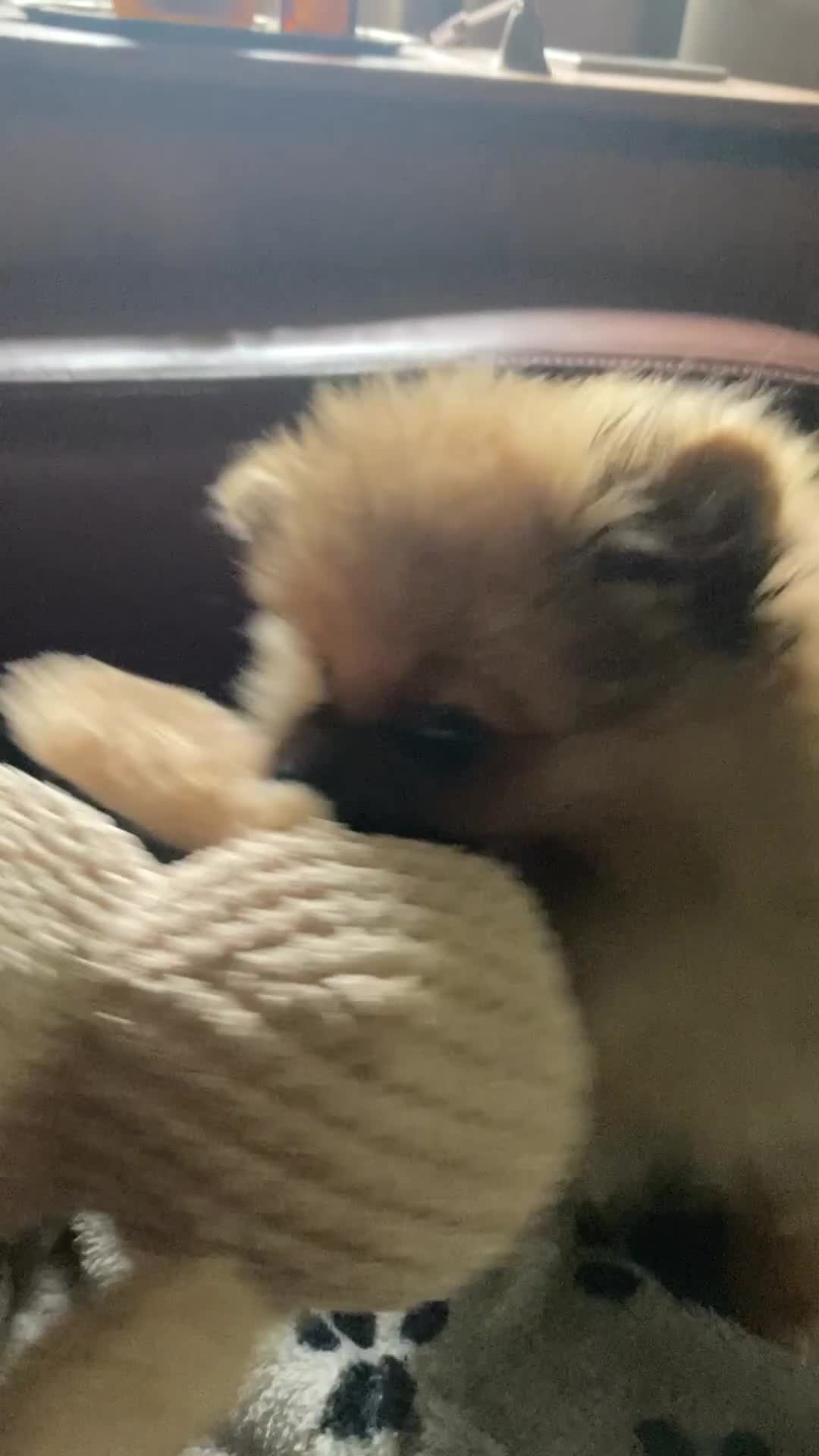 Pomeranian dogs for sale: Pomeranian Teddy Bear Male  - Video 1