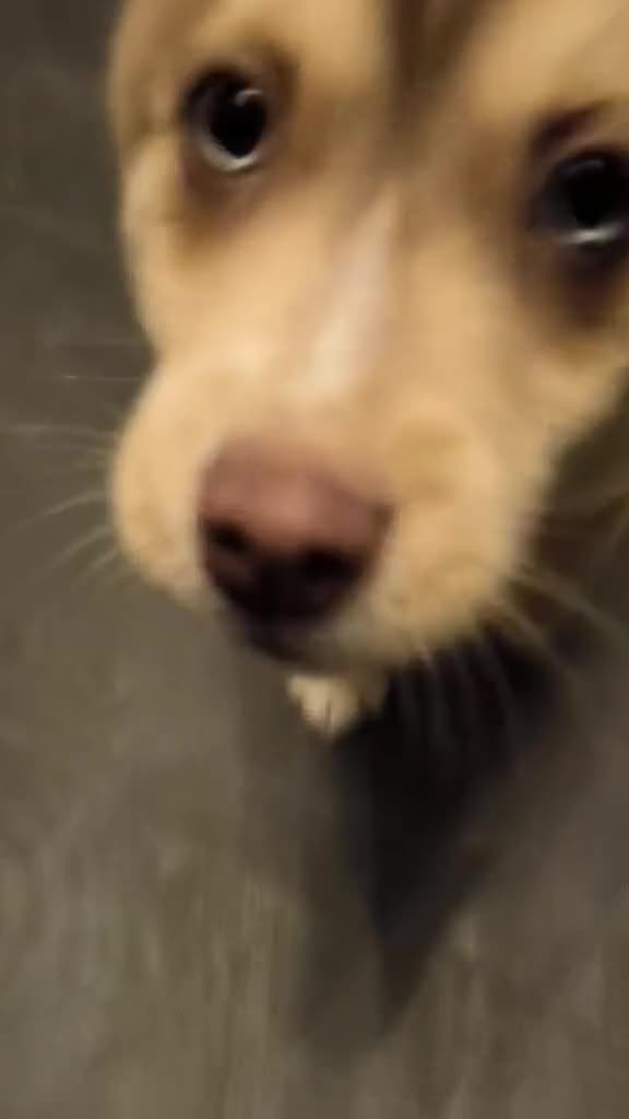 Pomsky dogs for sale: LAST Pomsky Puppy for Sale - Video 1