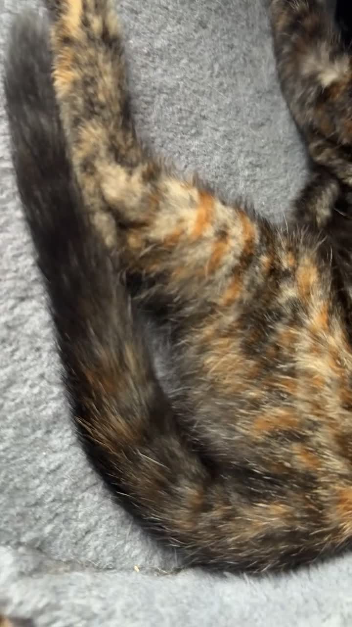 Domestic Shorthair cats for sale: tortoiseshell Kitten  - Video 1