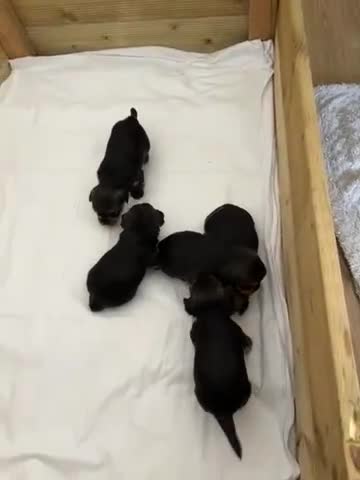 Yorkshire Terrier dogs for sale: 2 BOYS LEFT! Yorkshire terrier litter in Guildford - Video 1