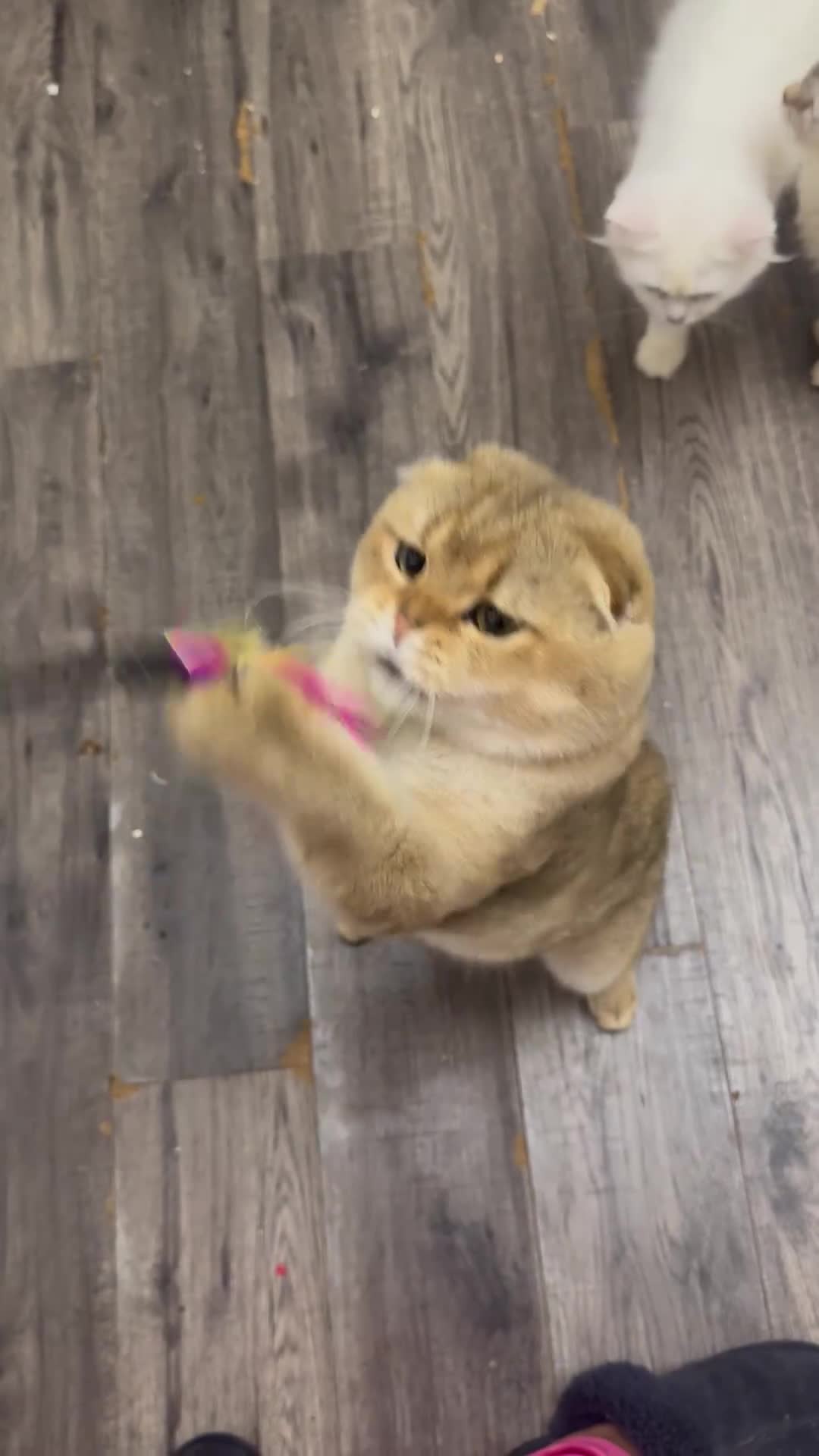 Scottish Fold cats for sale: Golden Scottish fold  - Video 1