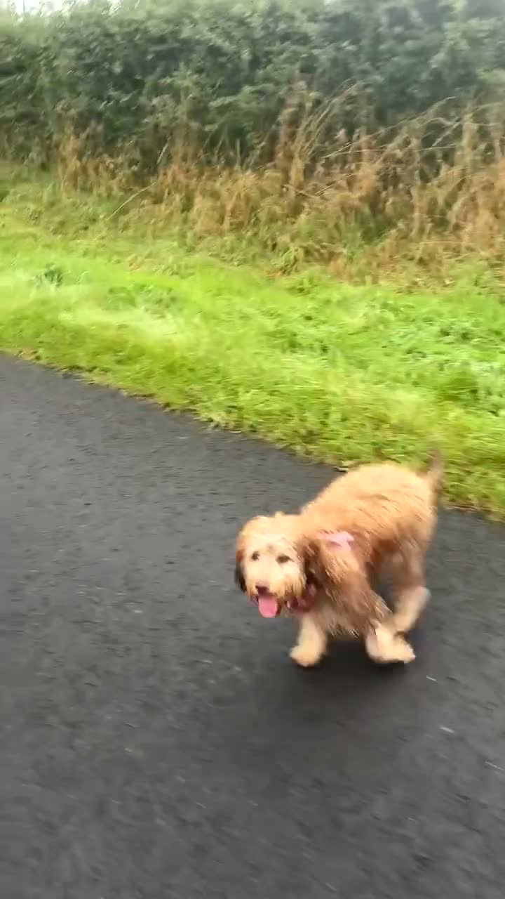 Cockapoo dogs for sale: Female cockapoo for sale  - Video 1
