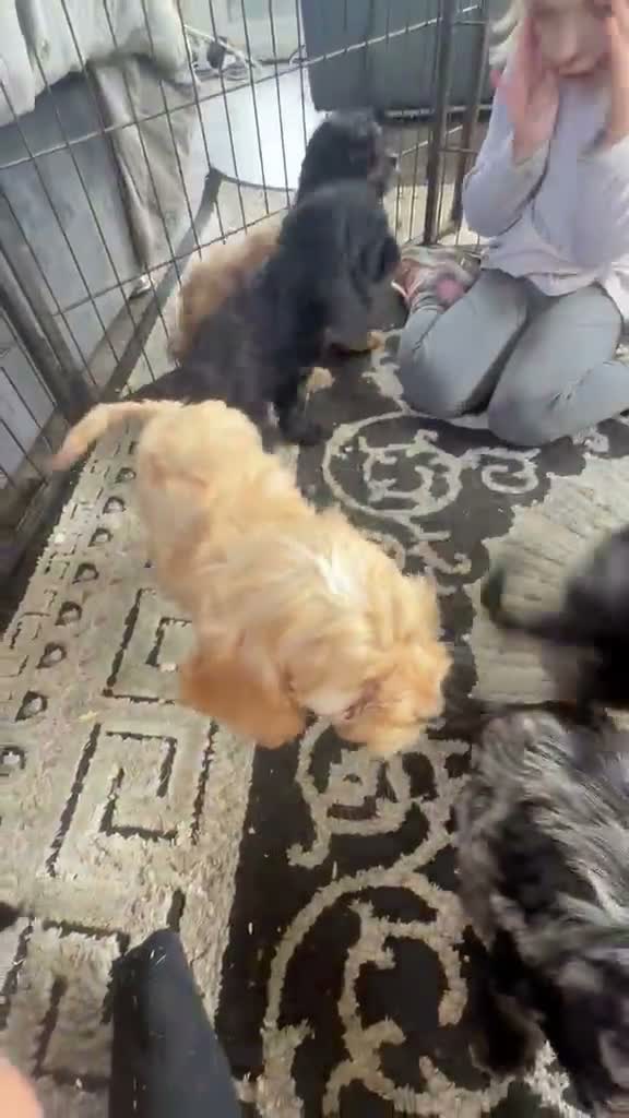 Cockapoo dogs for sale: Cockapoodle puppies  in Southampton - Video 1