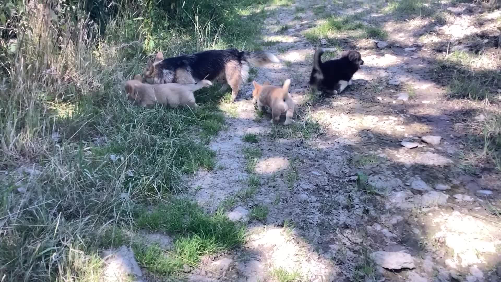 Welsh Corgi Pembroke dogs for sale: Super Freindly Welsh Pembroke Corgi - Video 1