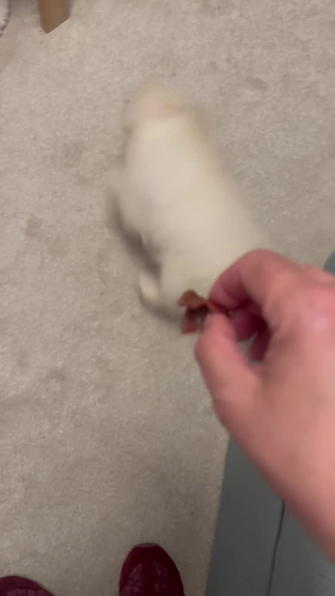 Pomeranian dogs for sale: Russian bloodline pomeranian girl - Video 2