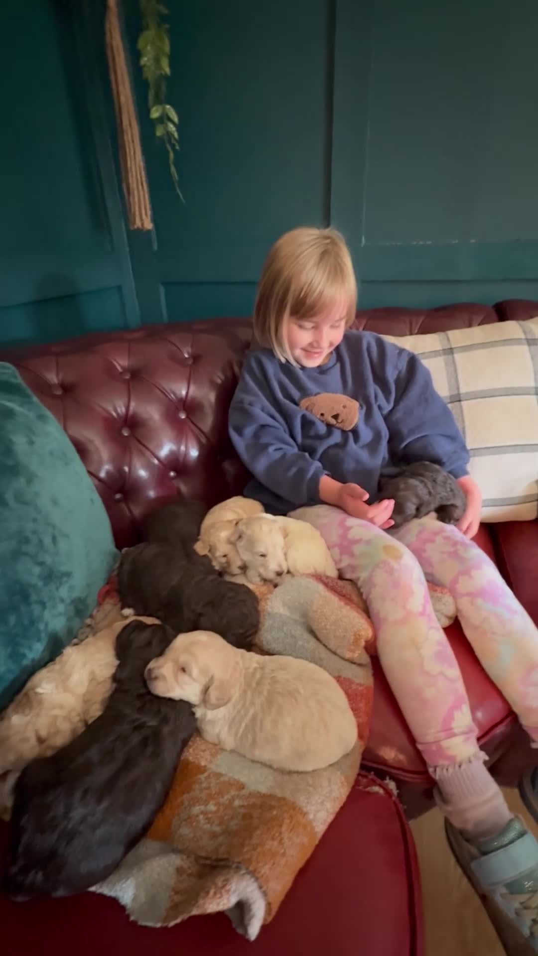 Cockapoo dogs for sale: F1b cockapoo puppy’s  in Muir of Ord - Video 2