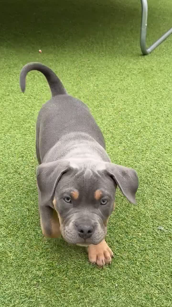 American Bully dogs for sale: American pocket bully - Video 1