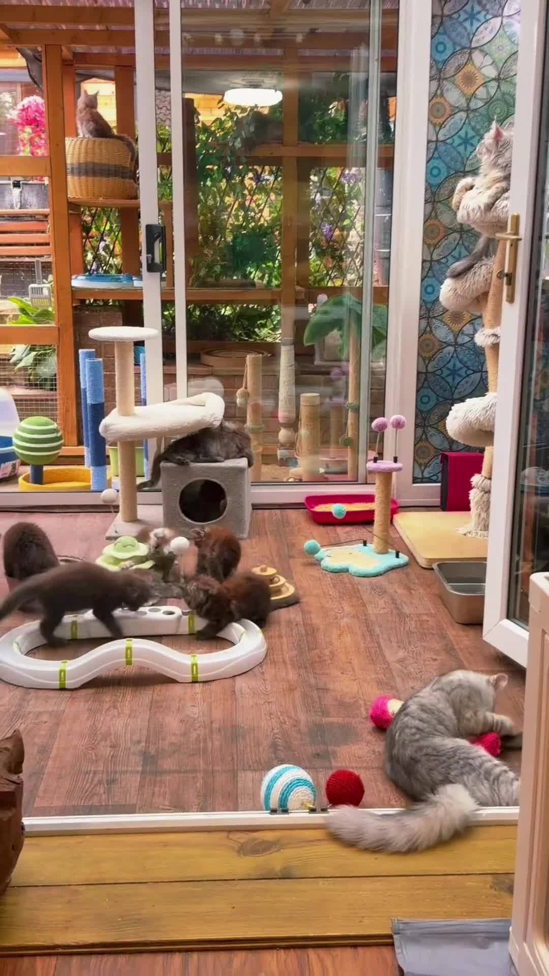 Maine Coon cats for sale: Beautiful high smoked blue & black smoked kittens  - Video 1