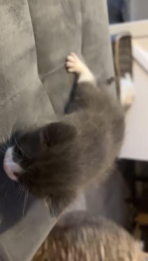 Mixed Breed cats for sale: Kittens for 5 star homes only  - Video 2