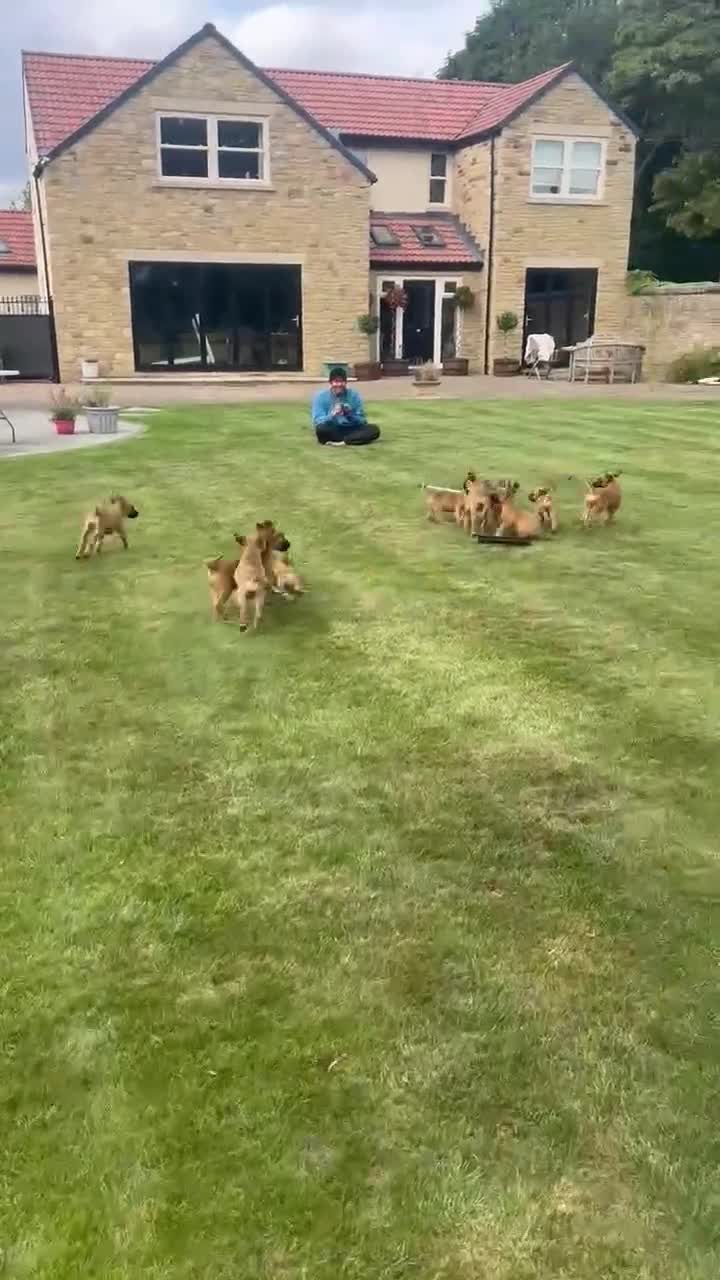 Belgian Shepherd Dog dogs for sale: KC registered Belgian Malinois Puppies - Video 1