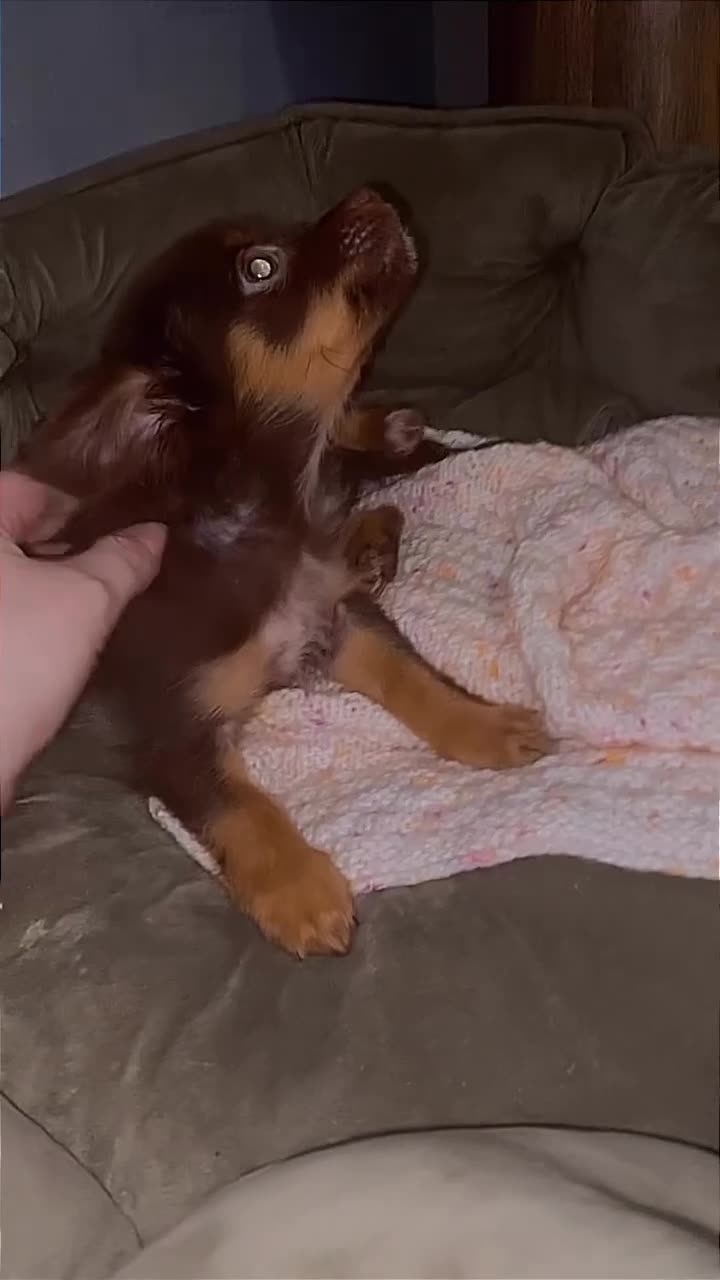 Chihuahua dogs for sale: Chihuahua puppies  - Video 1