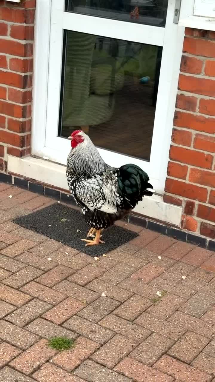 Chickens poultry for sale: Cockerel For Sale - Silver laced Wyandotte in Nottingham - Video 1