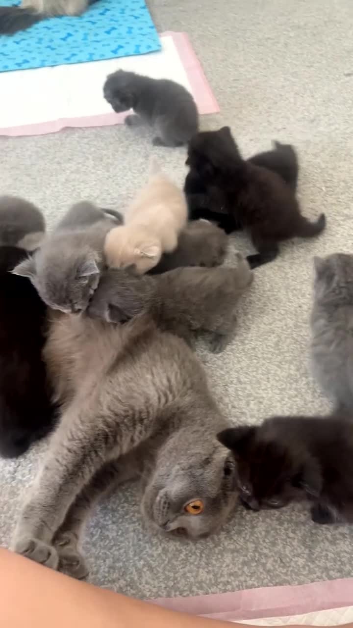 British Shorthair cats for sale: Beautiful BSH Scottish Fold & Straight Kittens - Video 1