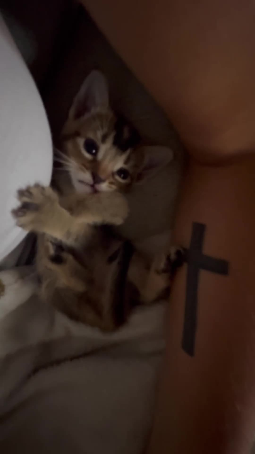 Mixed Breed cats for sale: Beautiful Home Raised Abyssinian Mix Kittens - Video 3