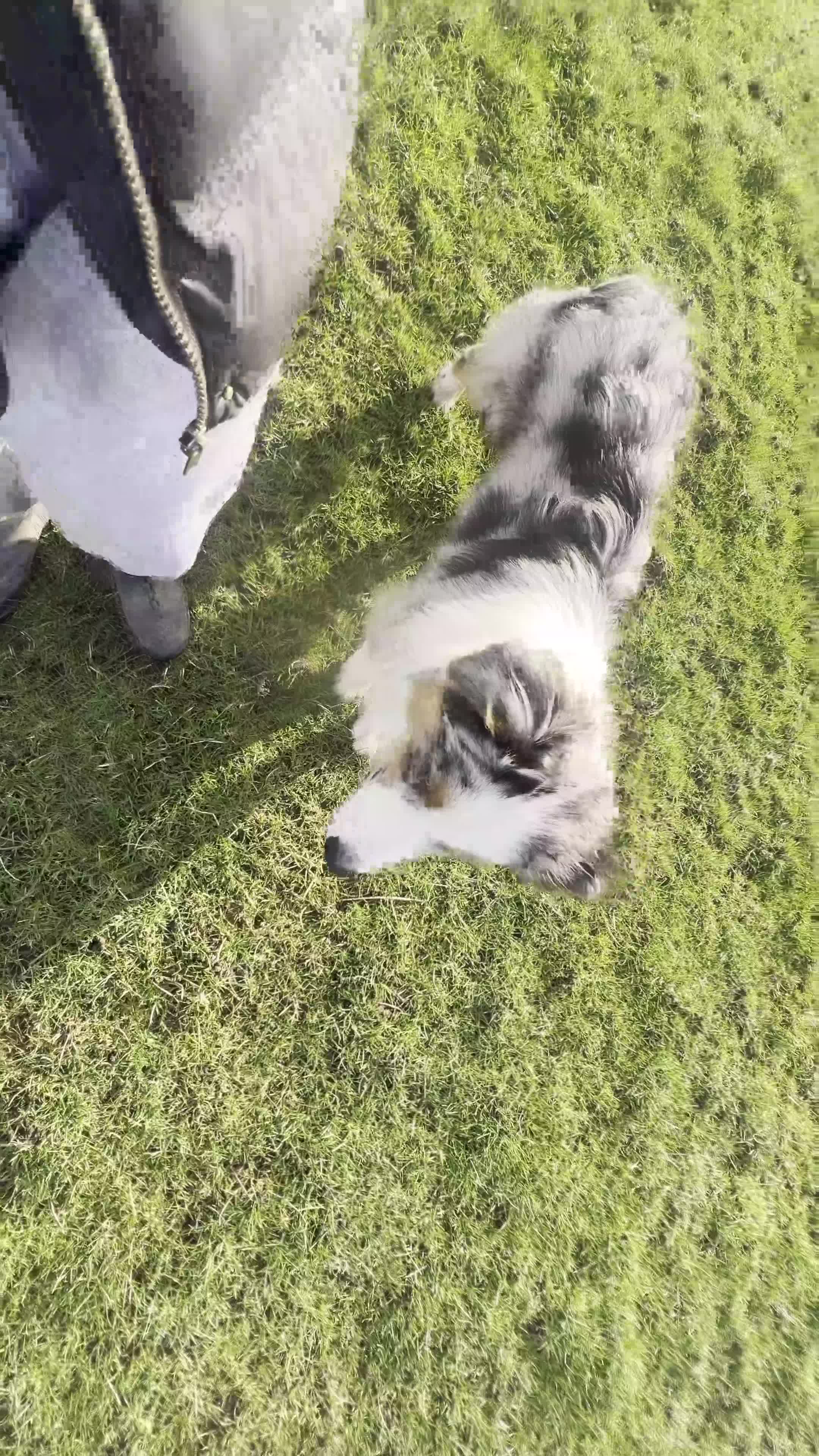 Australian Shepherd dogs for sale: Australian Shepherd 9 months old - Video 1