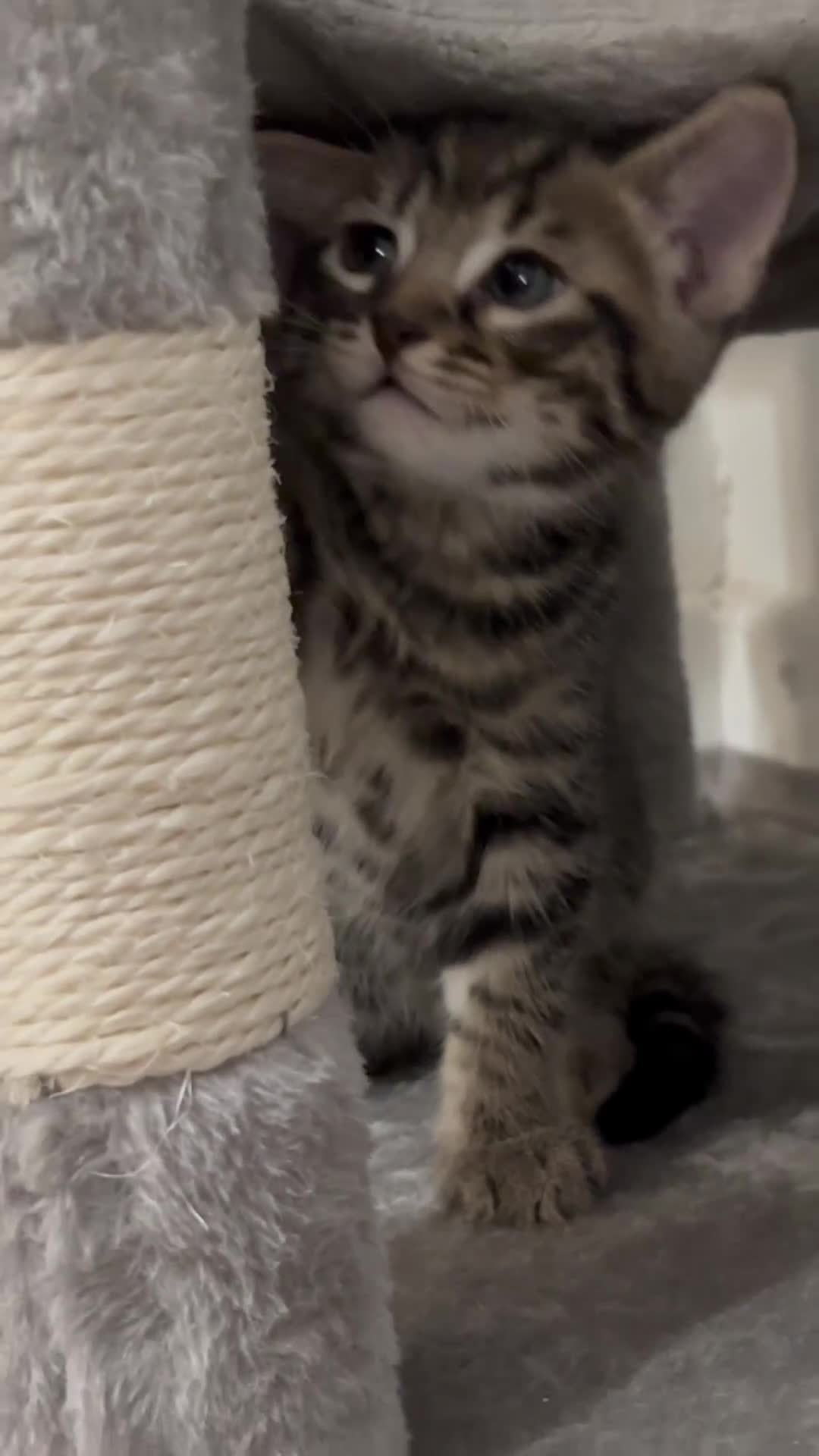 Domestic Shorthair cats for sale: Healthy 12-Week-Old Kittens — (Wormed, Ready Now!) - Video 4