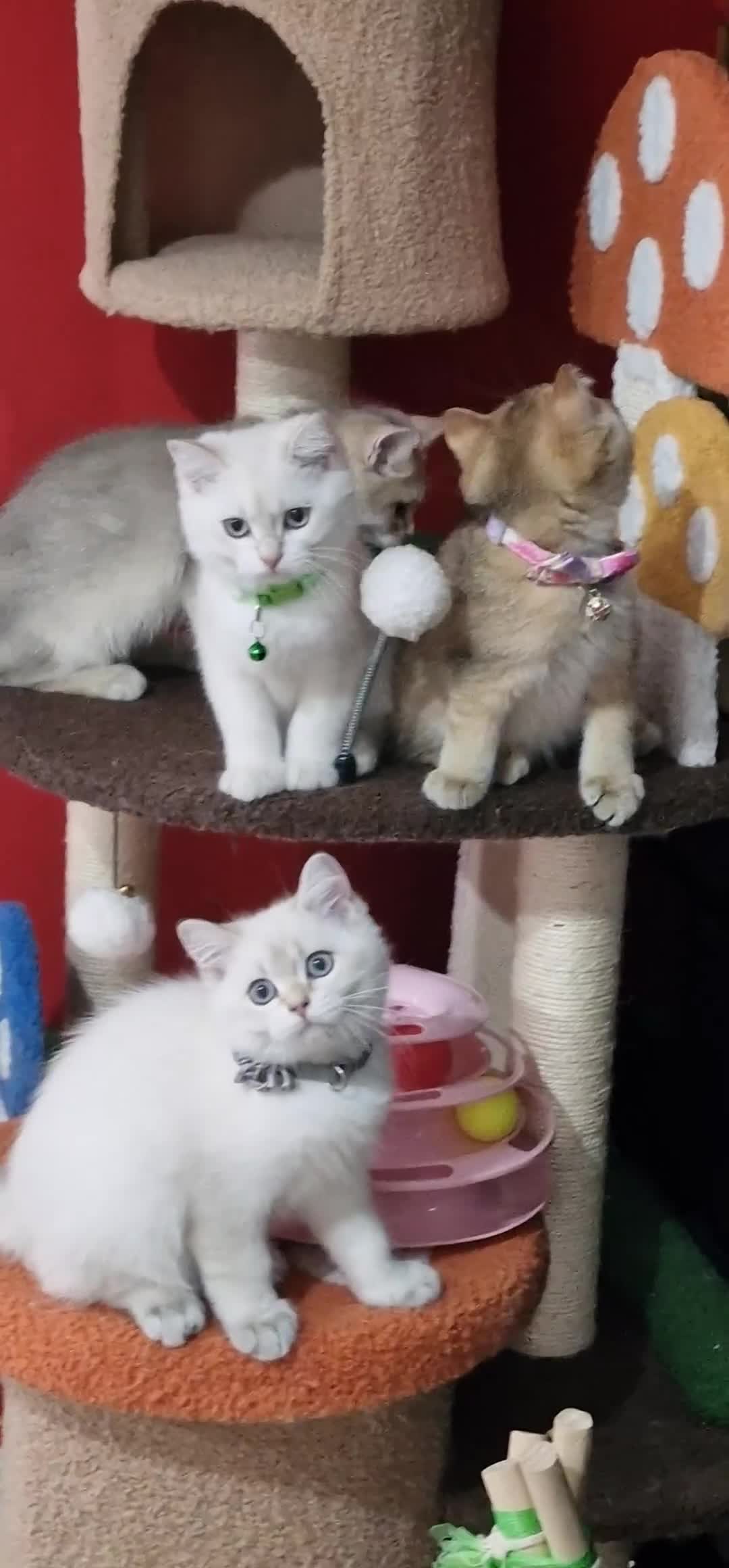 British Shorthair cats for sale: British shorthair kittens Champion parents  - Video 3