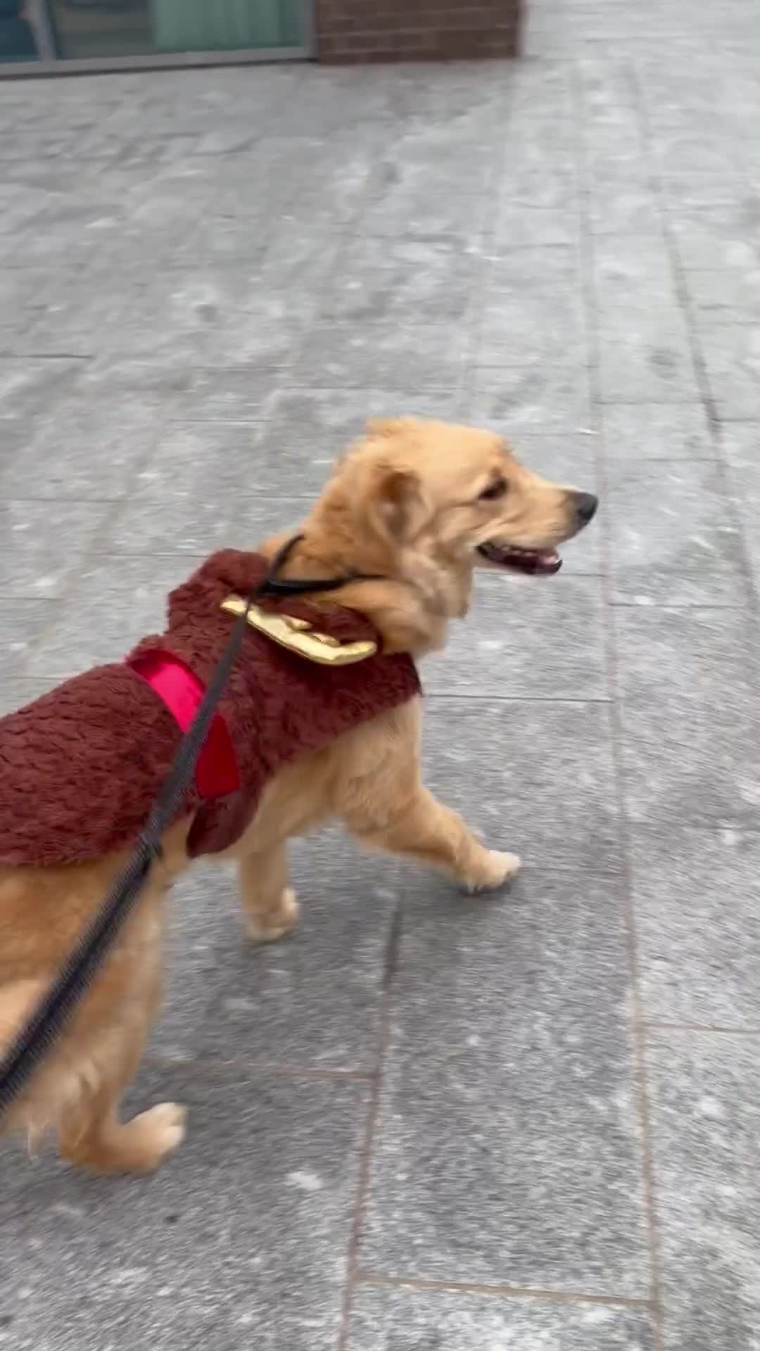 Golden Retriever dogs for sale: Miss  - Video 1