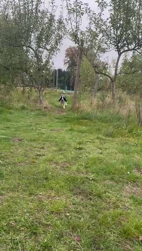 Bocker dogs for sale: Rocky beagle and cocker spaniel mix - Video 1