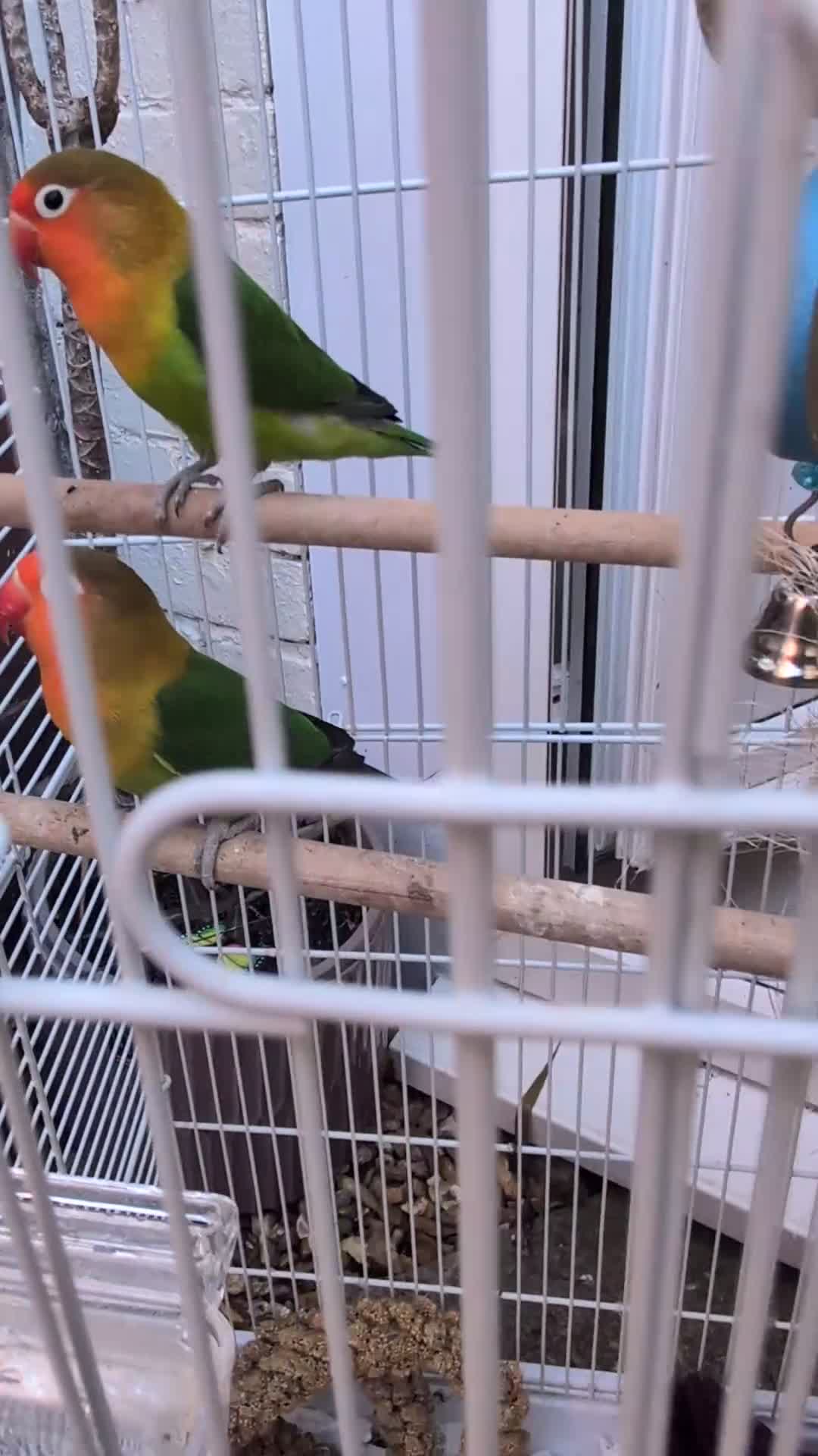 Parakeets birds for sale: Inc. kit with two peachface parrakeets  - Video 1