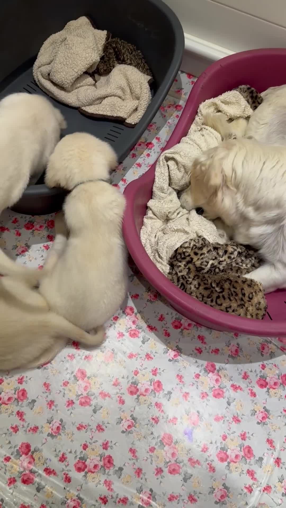 Golden Retriever dogs for sale: LAST 1 KC REG CHAMPIONSHIP BLOOD LINE CREAM  - Video 3