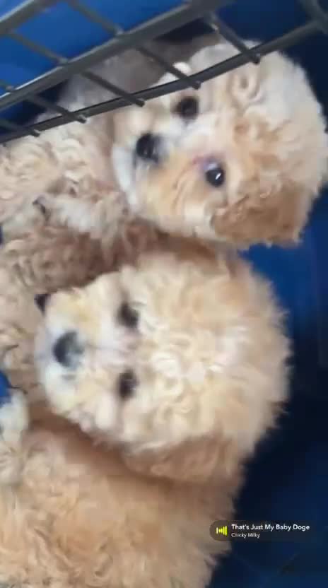 Maltipoo dogs for sale: ONLY 1 Exceptional korean maltipoo left - Video 1