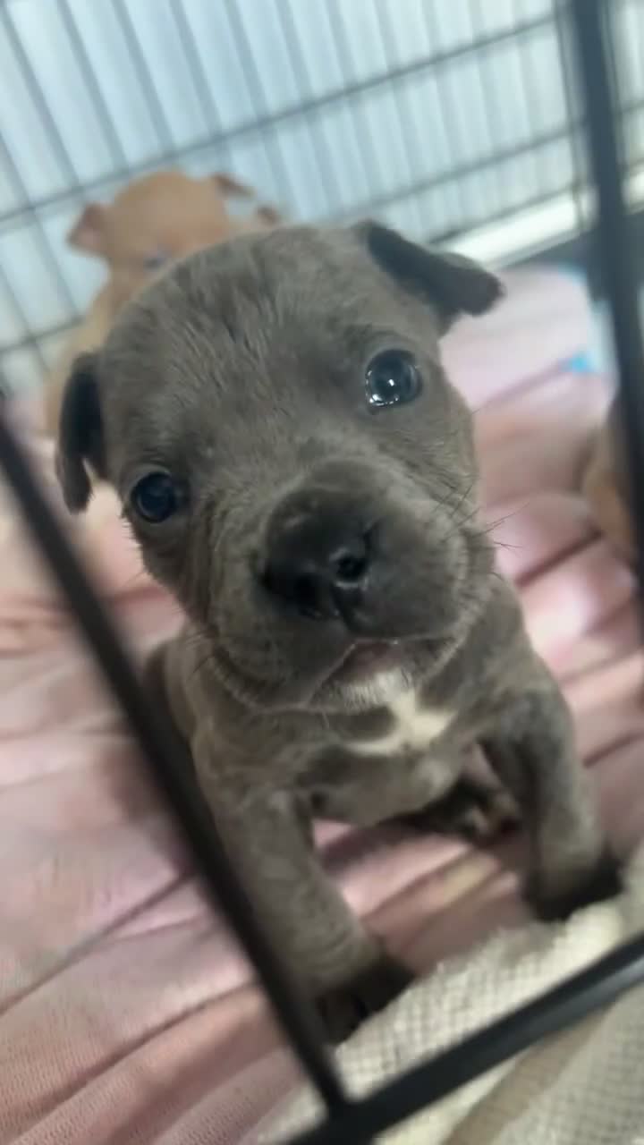 Mixed Breed dogs for sale: Pocket mix  in Dudley - Video 1