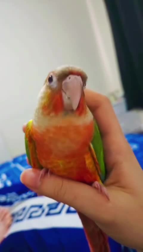 Conures birds for sale: Hand tame conure  - Video 1