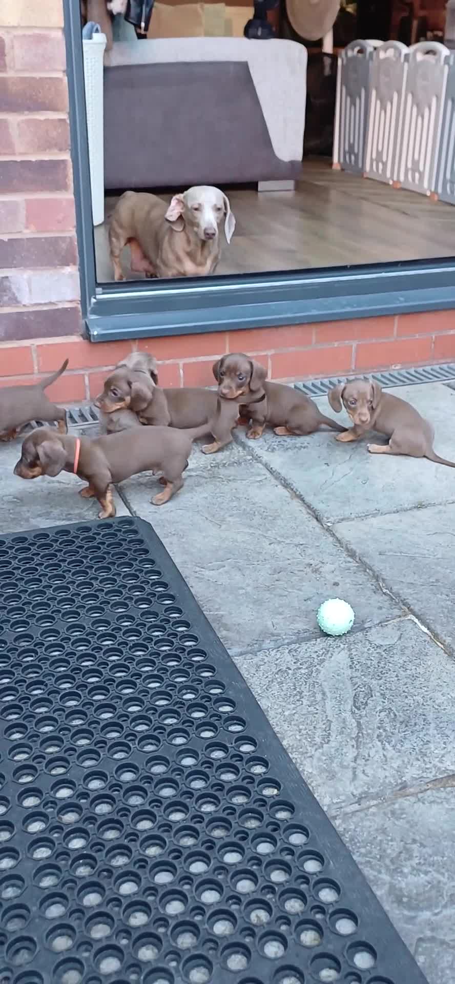 Miniature Dachshund dogs for sale: OUtSTANDING KC REGISTERED MINATURE DACHUNDS - Video 3