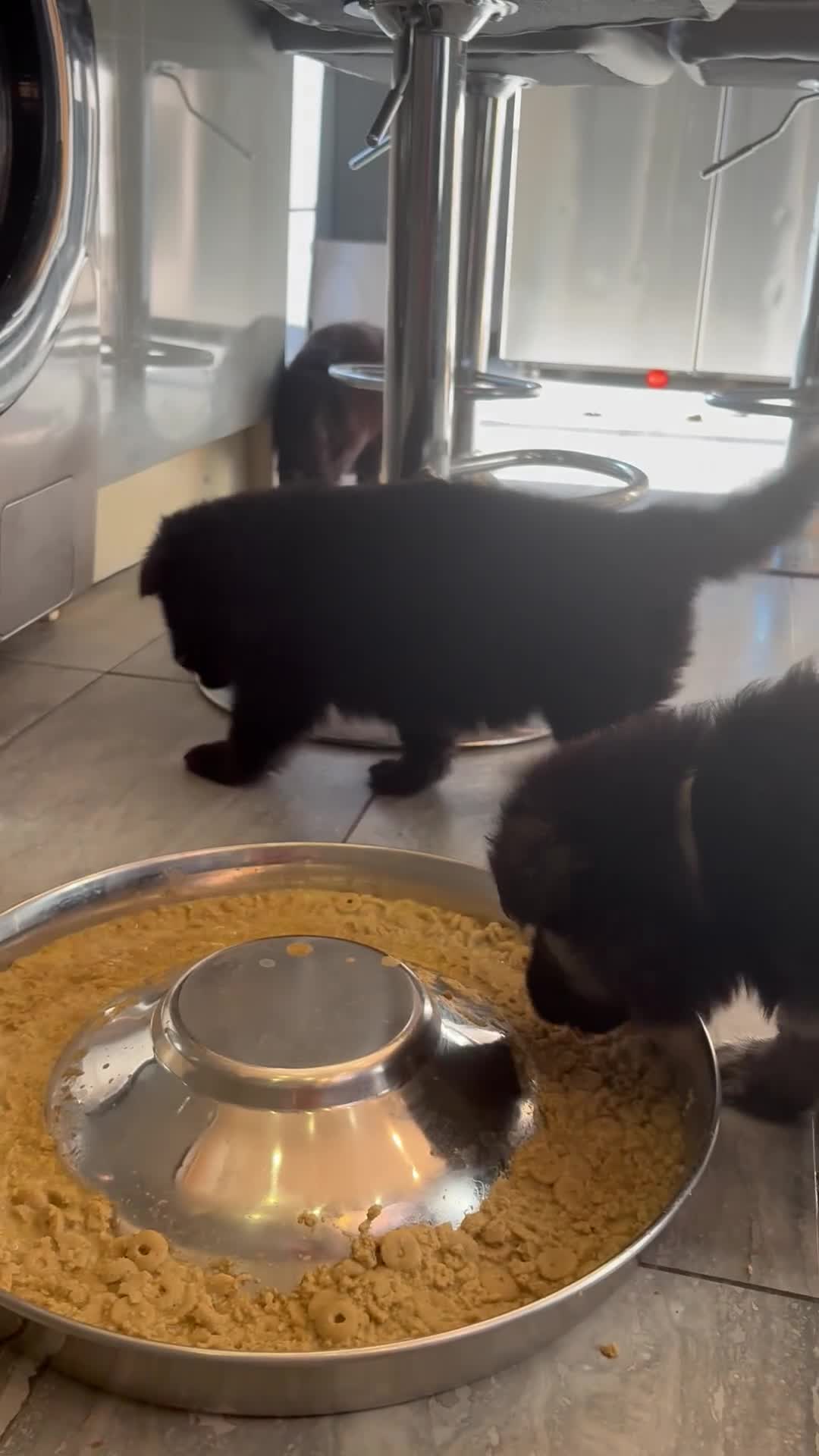 German Shepherd dogs for sale: 8 chunky long haired German shepherds puppies - Video 2