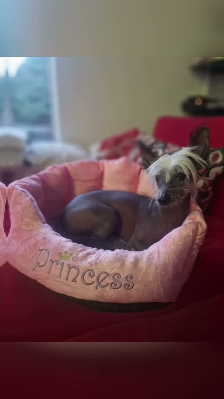 Chinese Crested dogs for sale: ✨🐾 EXQUISITE & RARE CHINESE CRESTED PUPPIES 🐾✨ - Video 1
