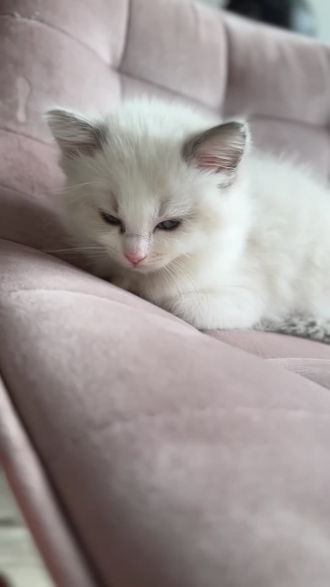 Ragdoll cats for sale: Gorgeous Balls Of Fluff 🥰😻🤗 - Video 2