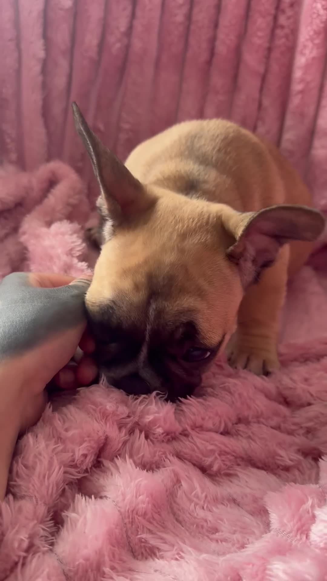 Mixed Breed dogs for sale: French bulldog puppies - Video 1
