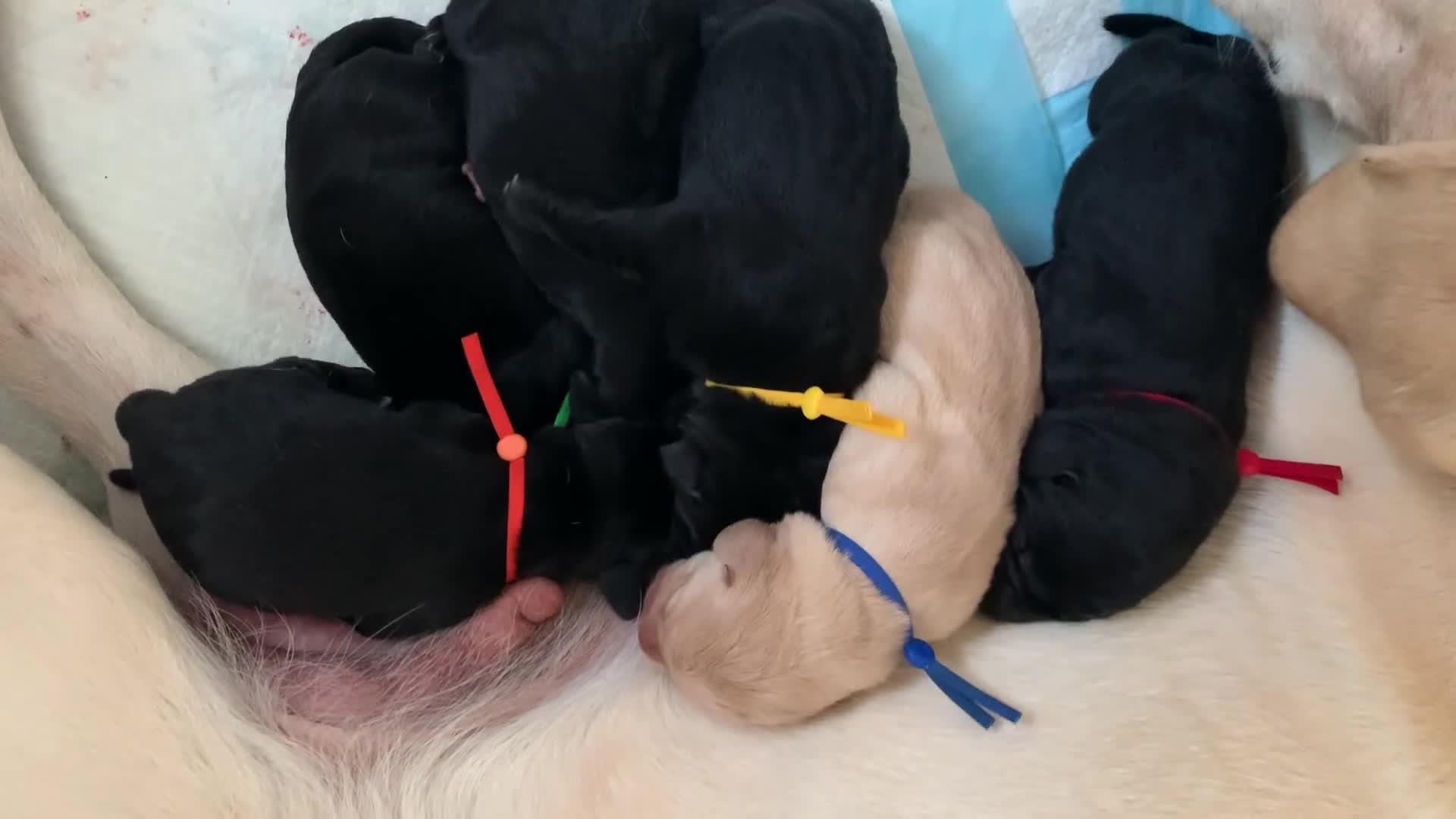 Labrador Retriever dogs for sale: 3 stunning Black Labrador boys available - Video 1