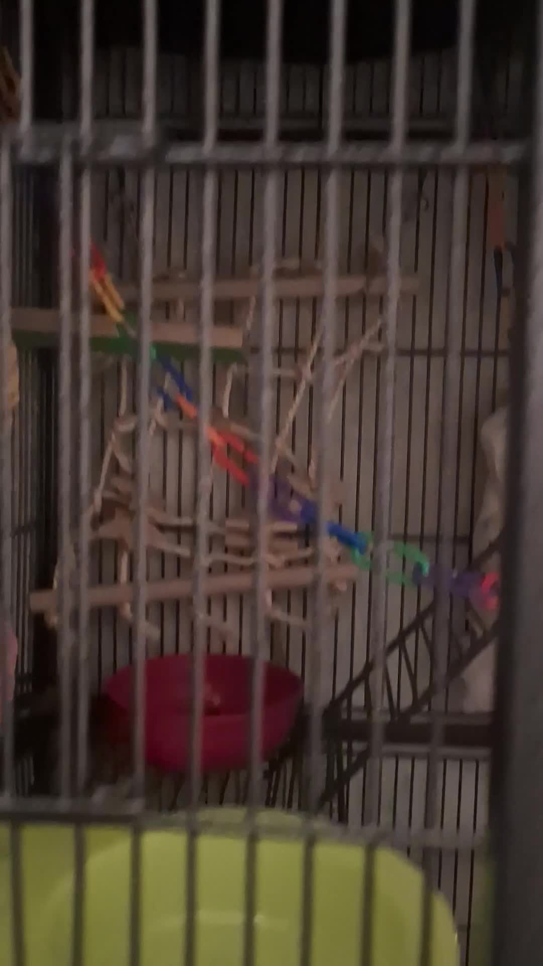 Sugar Glider rodents for sale: Brother and sister sugar glider pair  in Gloucester - Video 1