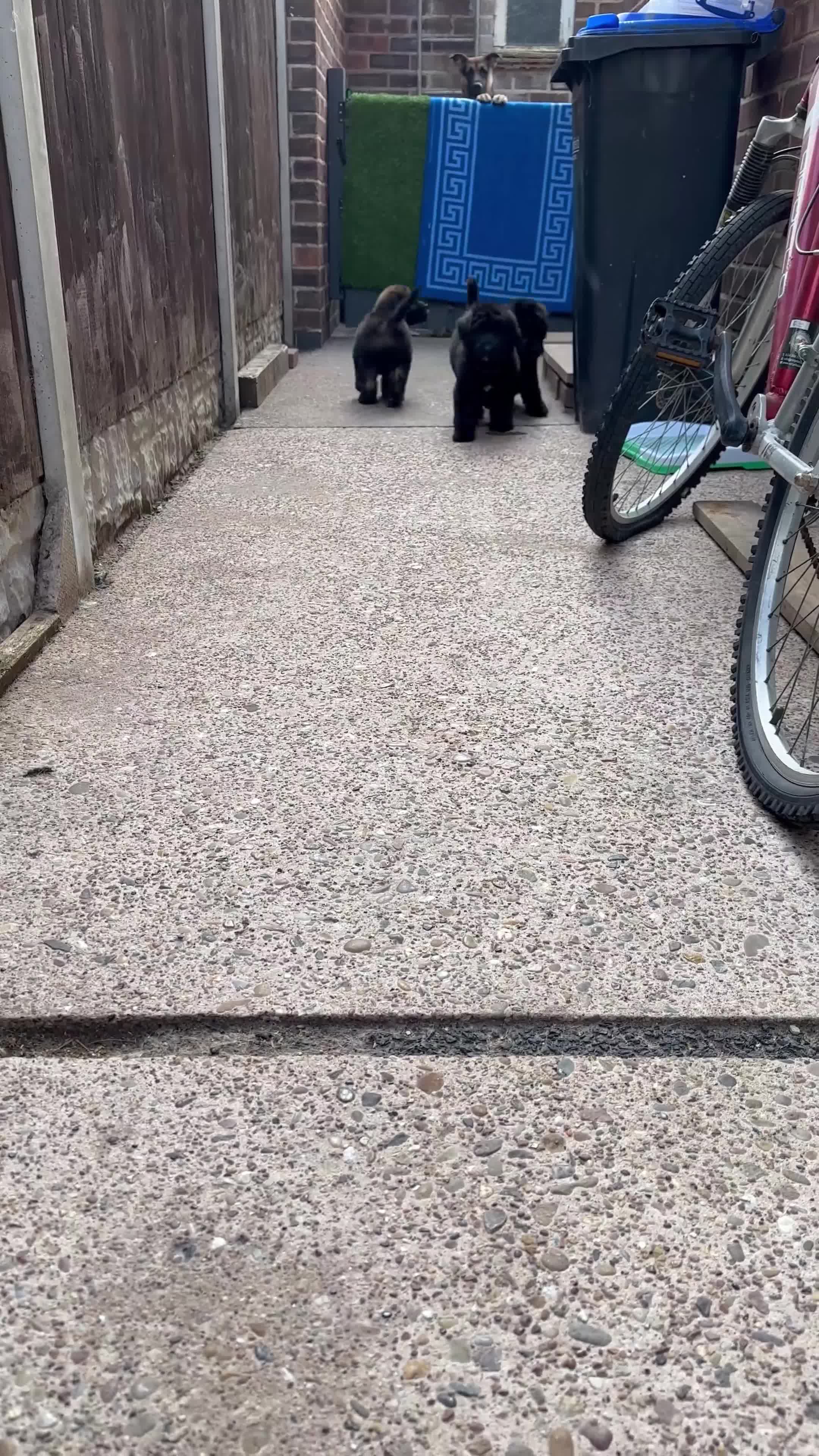 Mixed Breed dogs for sale: *Reduced* F1 Saint Berdoodles - Video 1