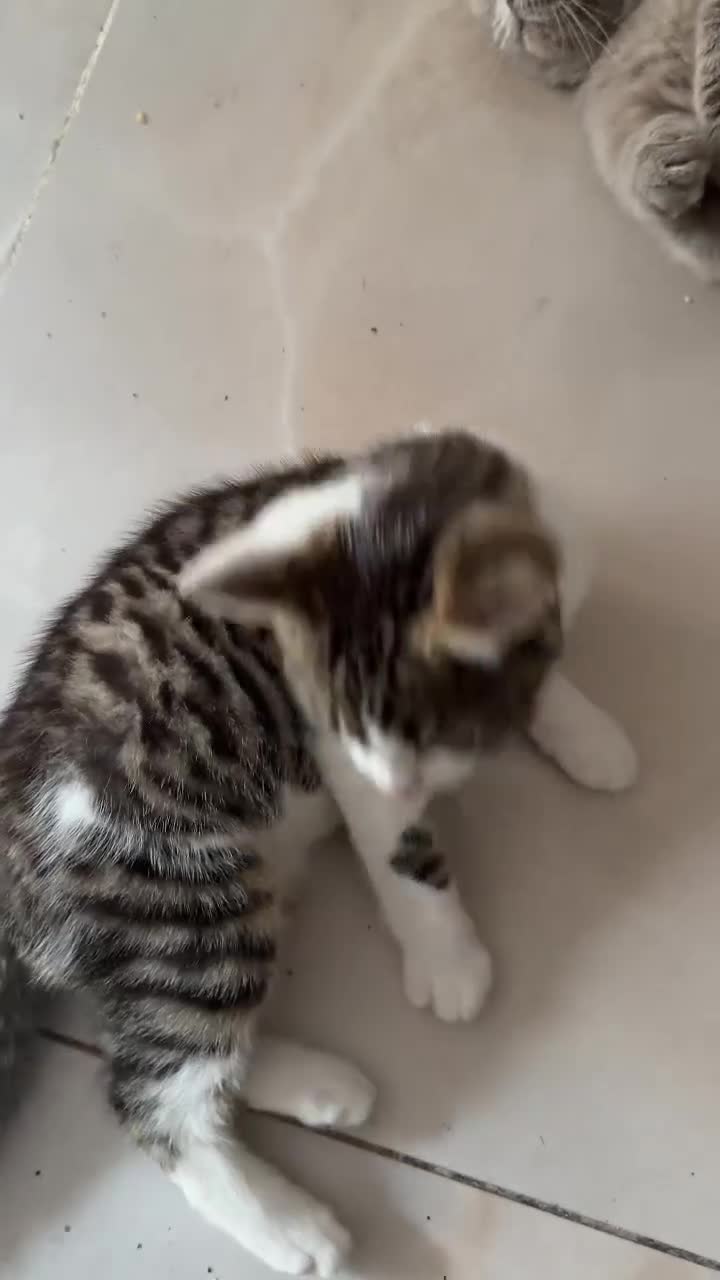 British Shorthair cats for sale: PURE BSH BOY KITTEN - ONLY £75! in Uxbridge - Video 2