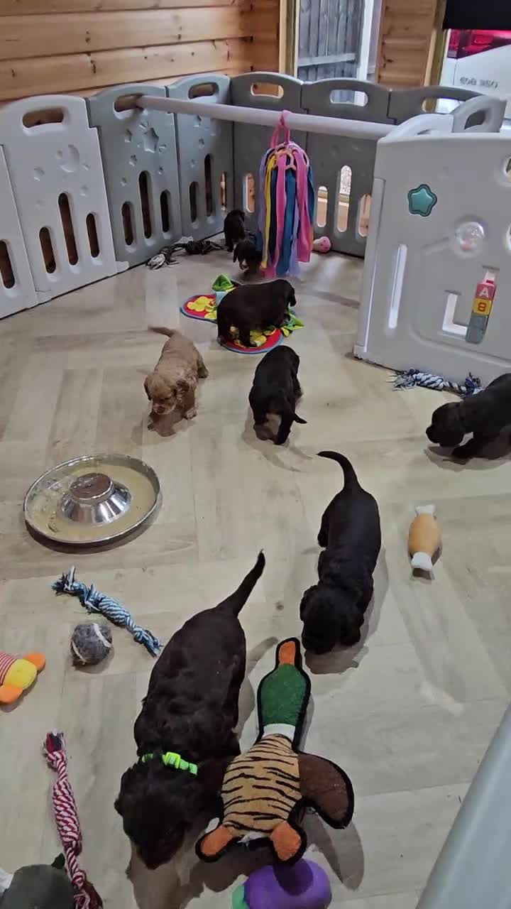 Cocker Spaniel dogs for sale: 8 AMAZING KC REG WORKING COCKER SPANIEL PUPPIES - Video 3