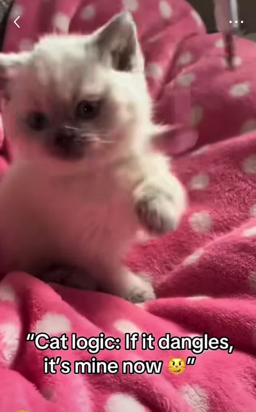 British Shorthair cats for sale: Beautiful lilac colour point British shorthair  - Video 1