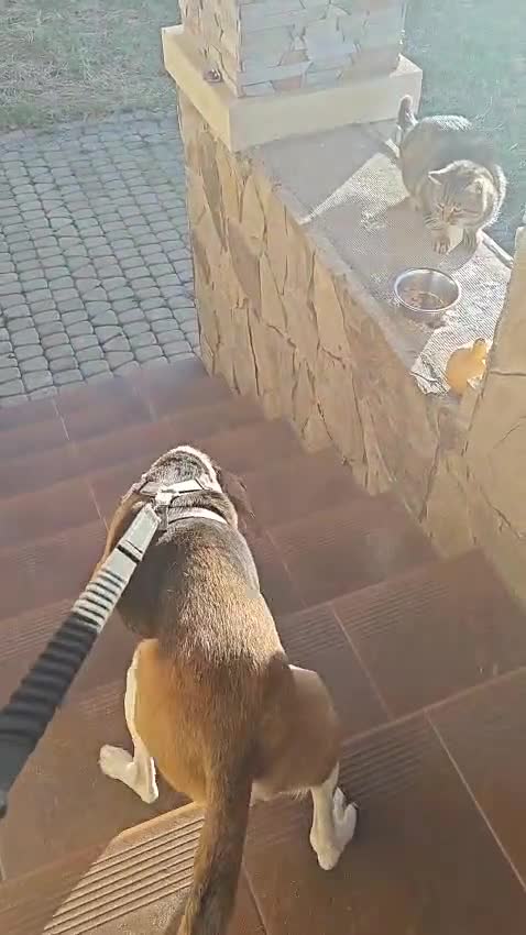 Mixed Breed dogs for adoption: ❤️🐶Radna elegant 2 yo Estonian Hound❤️🐶 - Video 1