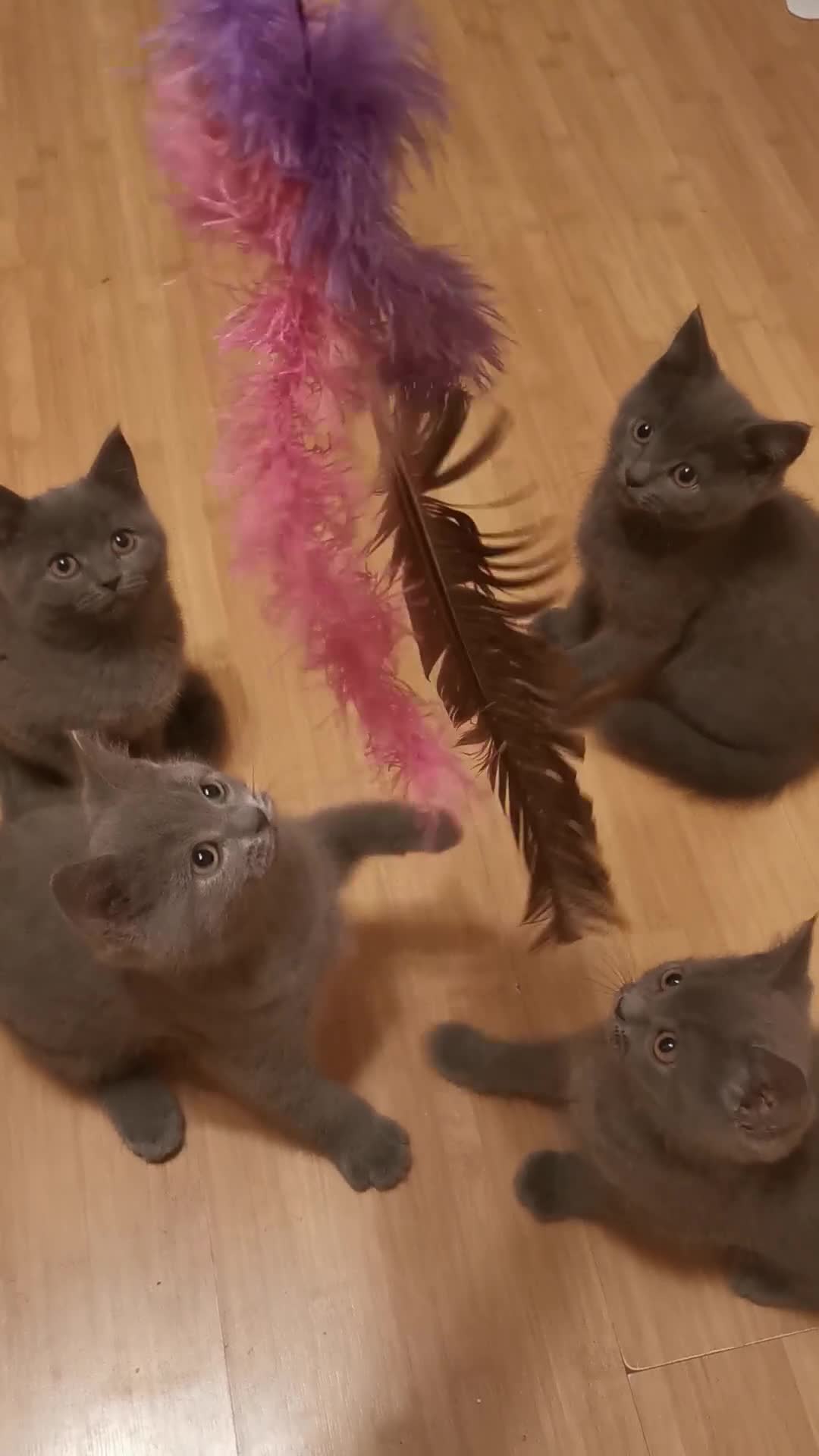 British Shorthair cats for sale: Four beautiful British shorthair kittens  - Video 1