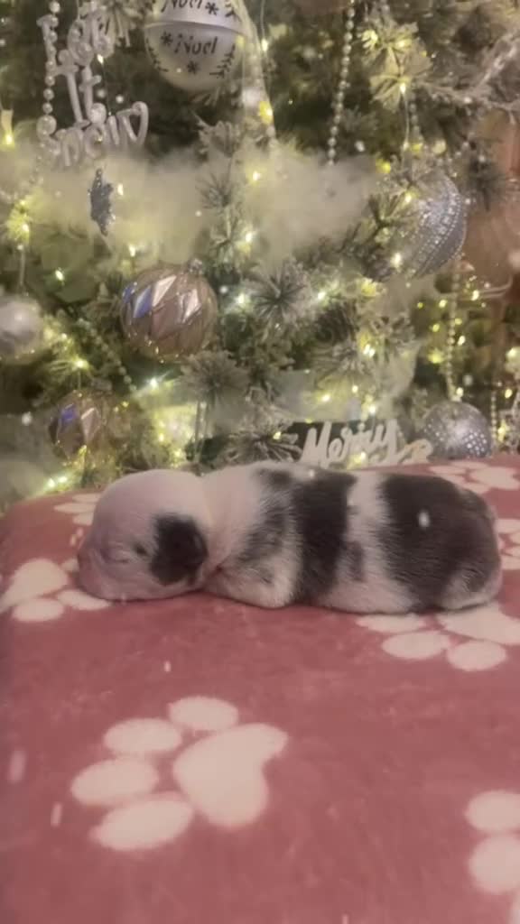 French Bulldog dogs for sale: 4 Panel Health Tested Parents  - Video 1