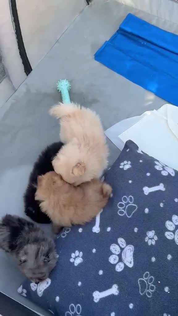 Pomeranian dogs for sale: Champion bloodlines KC registered Pomeranians - Video 1