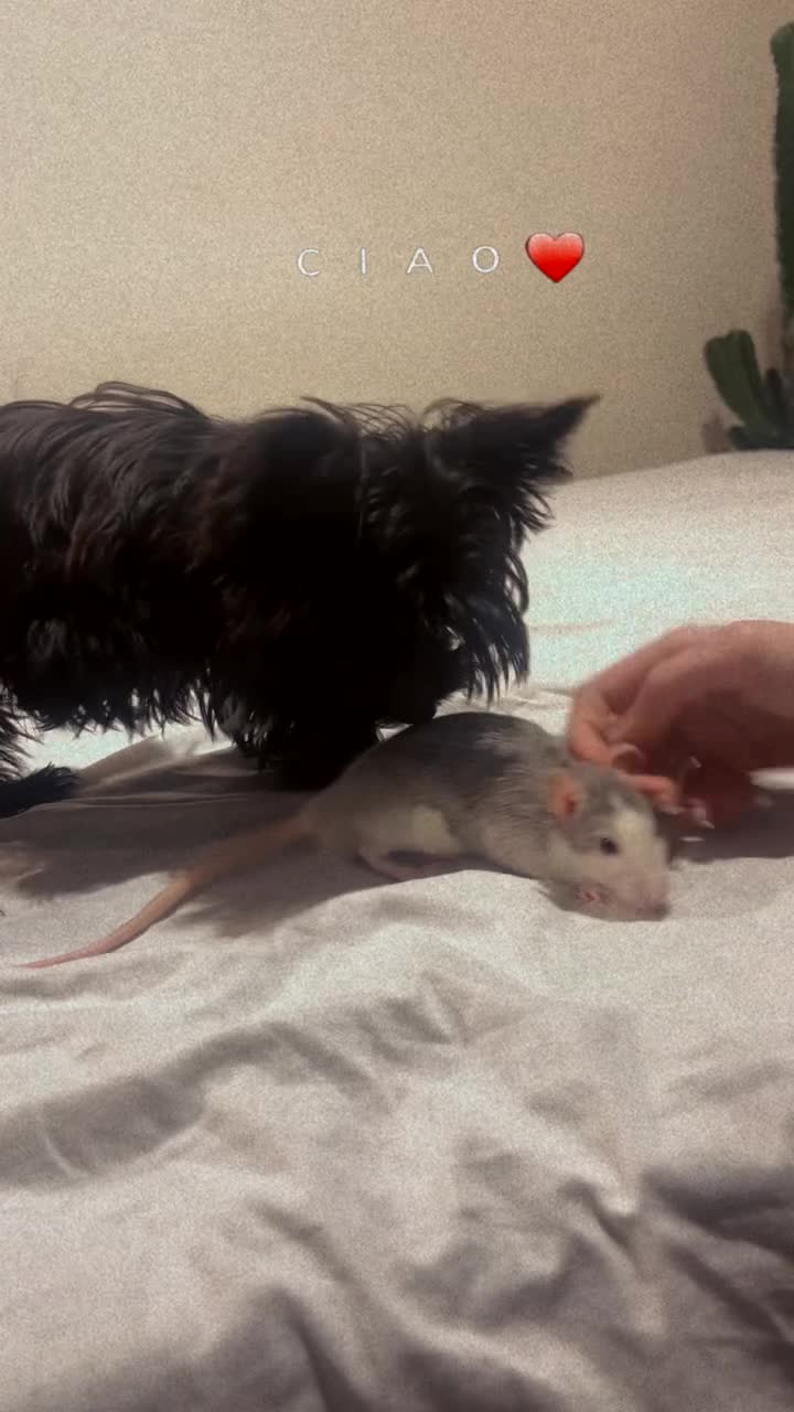 Yorkshire Terrier dogs for sale: Mini Yorkie boy  - Video 1