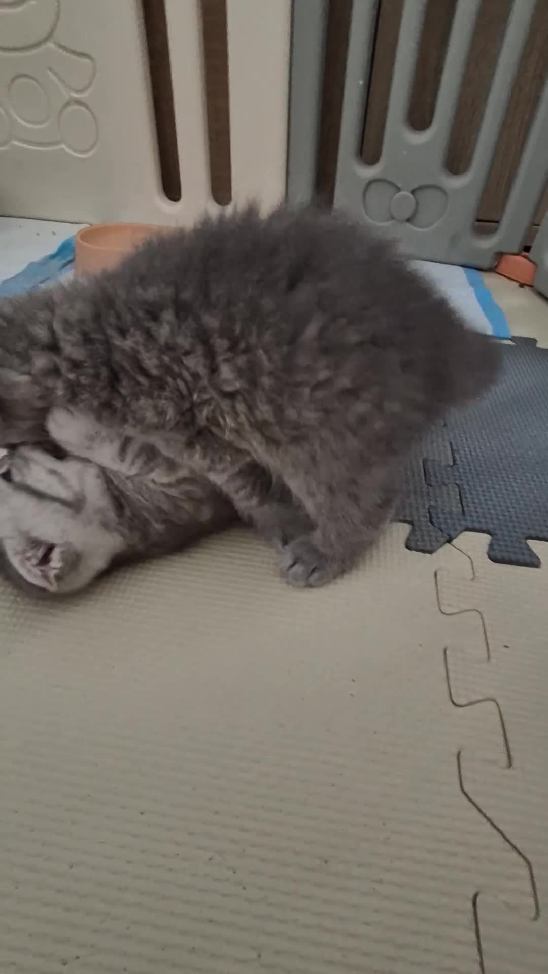 Scottish Fold cats for sale: Scottish Fold/Straight kittens  - Video 3