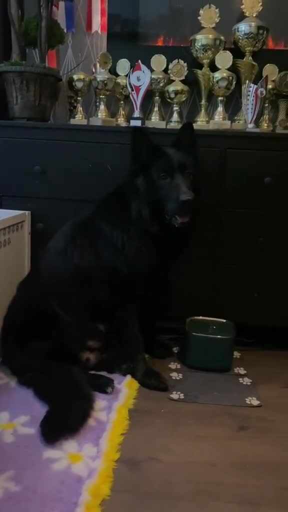 German Shepherd dogs for sale: ⭐️BEAUTIFUL GSD PUPPIES⭐️ - Video 1