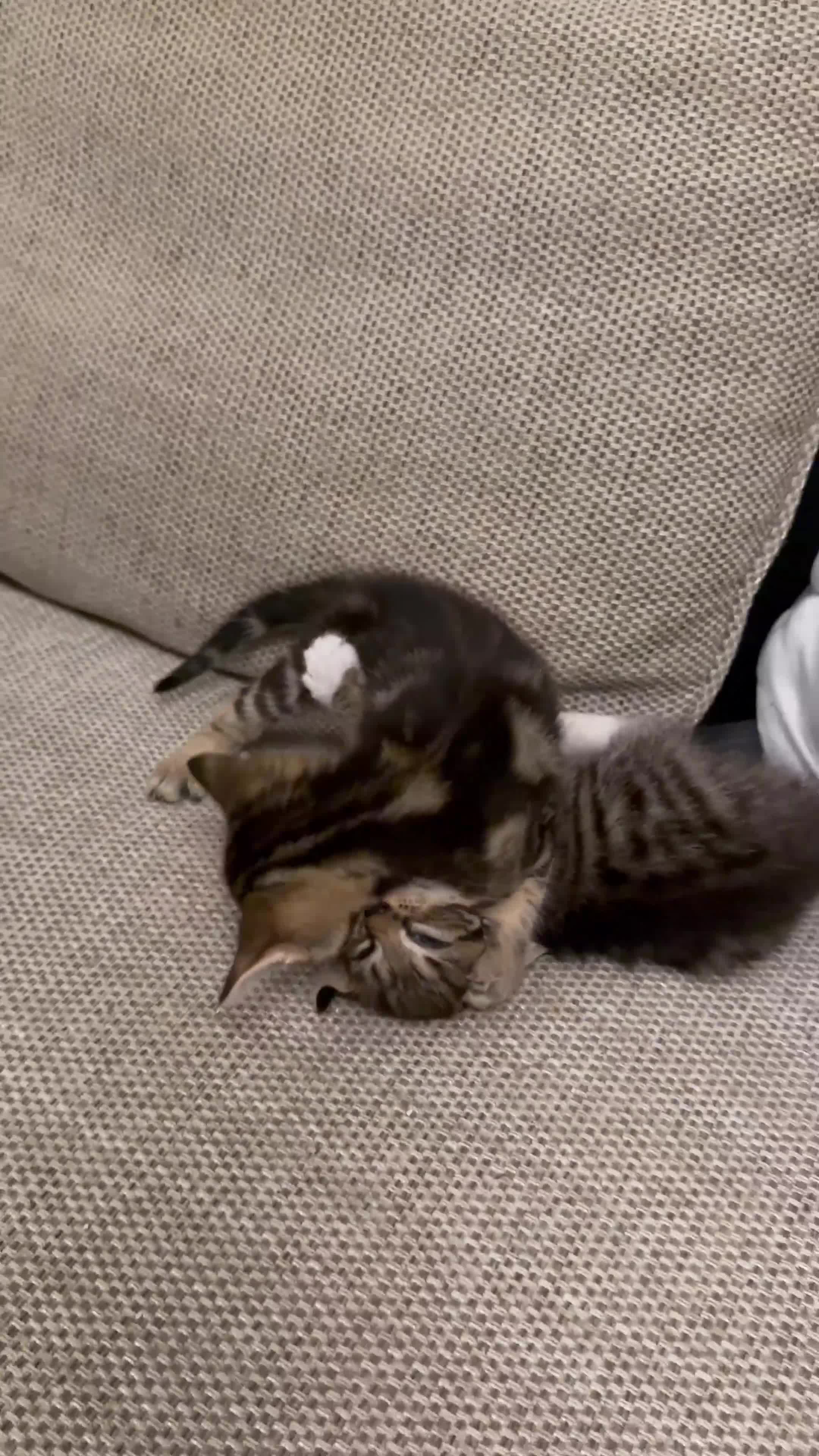 Mixed Breed cats for sale: Little Kittens  - Video 1