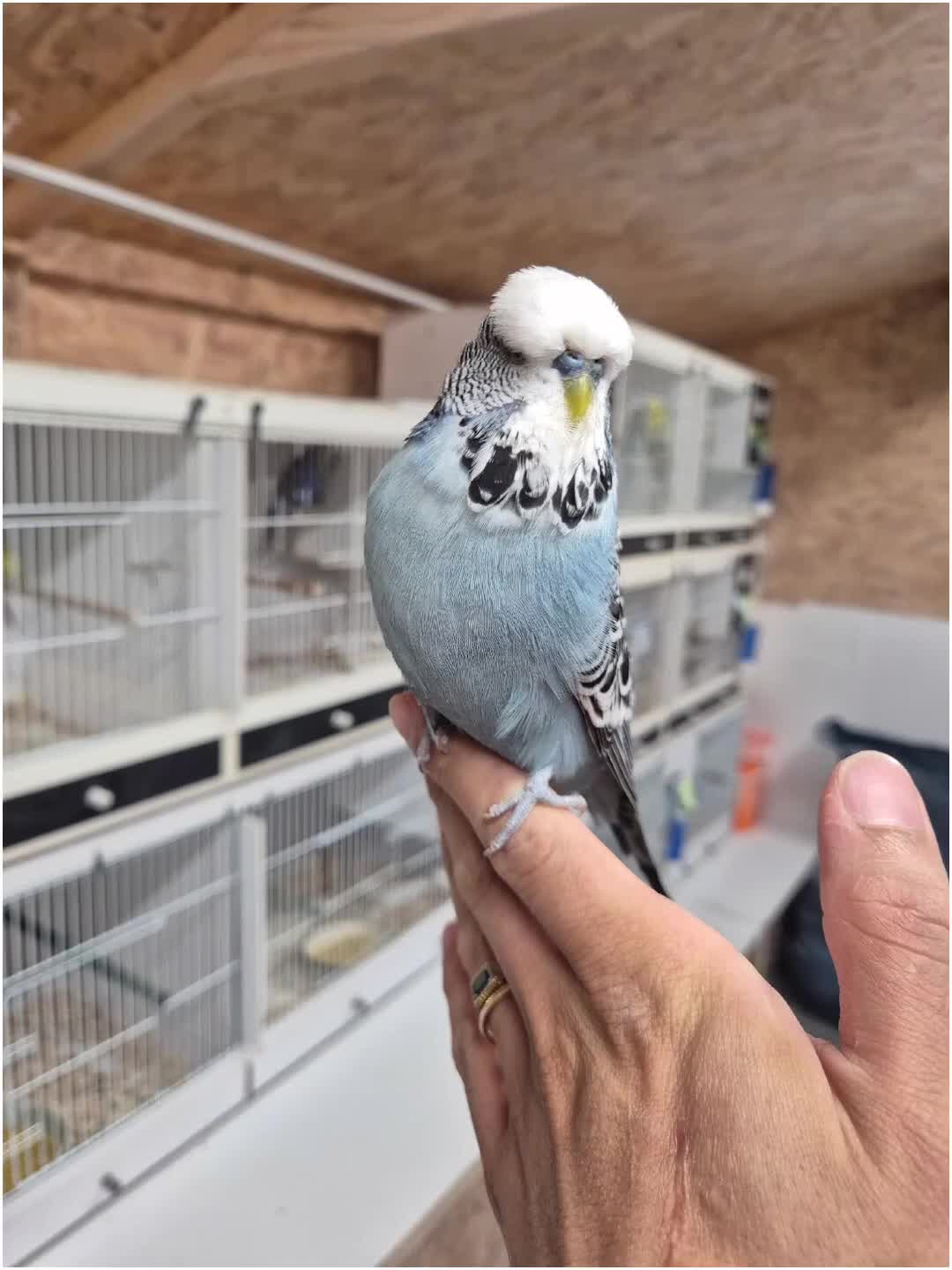 Budgerigars birds for sale: Cock Grey Tamed - Video 1