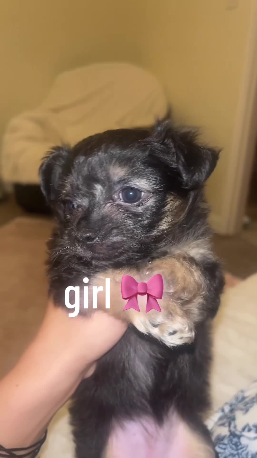 Chihuahua dogs for sale: Chihuahua puppy’s  - Video 1