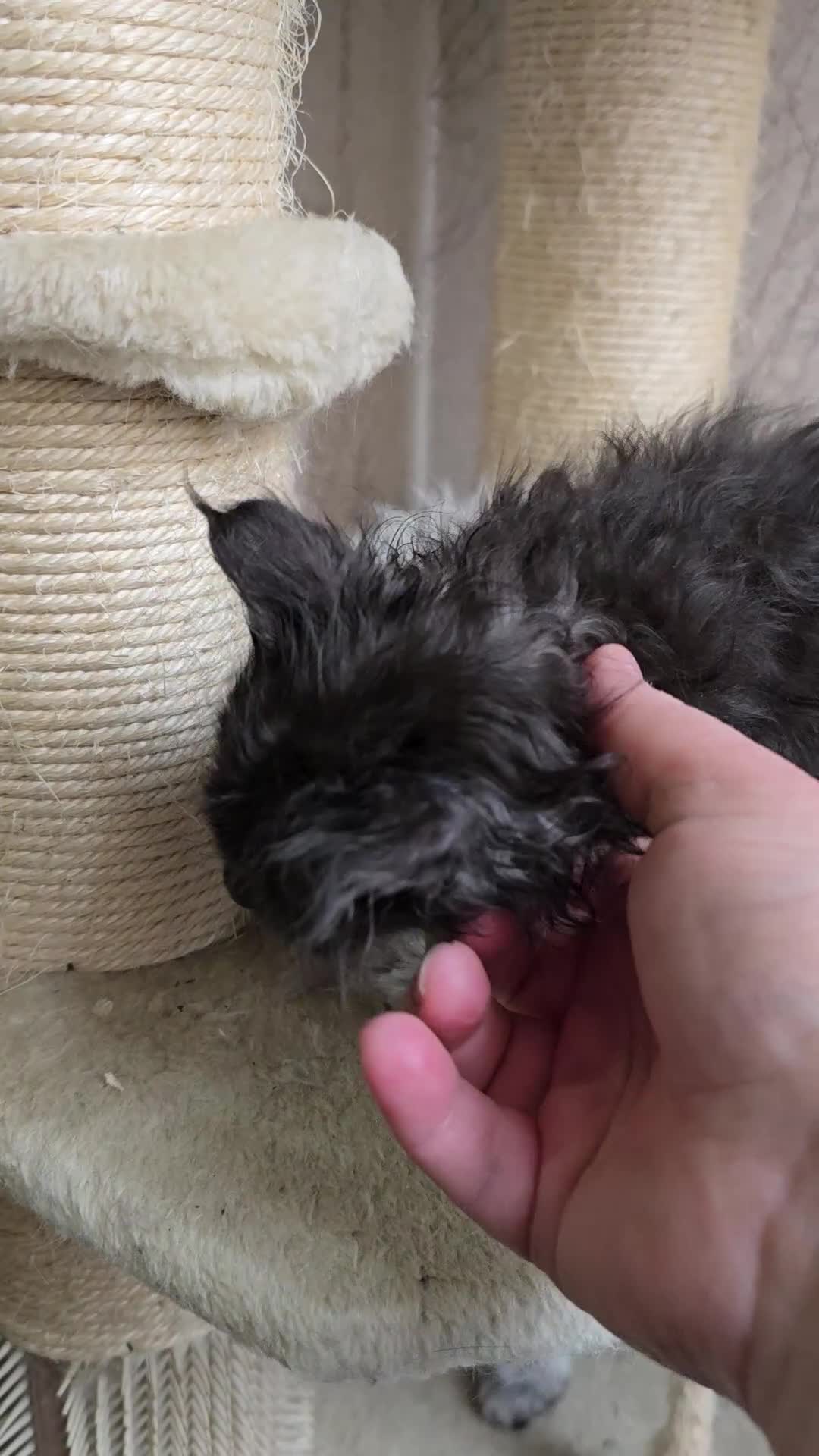 Maine Coon cats for sale: Hand Reared Black Smoke Maine Coon Kittens - Video 2
